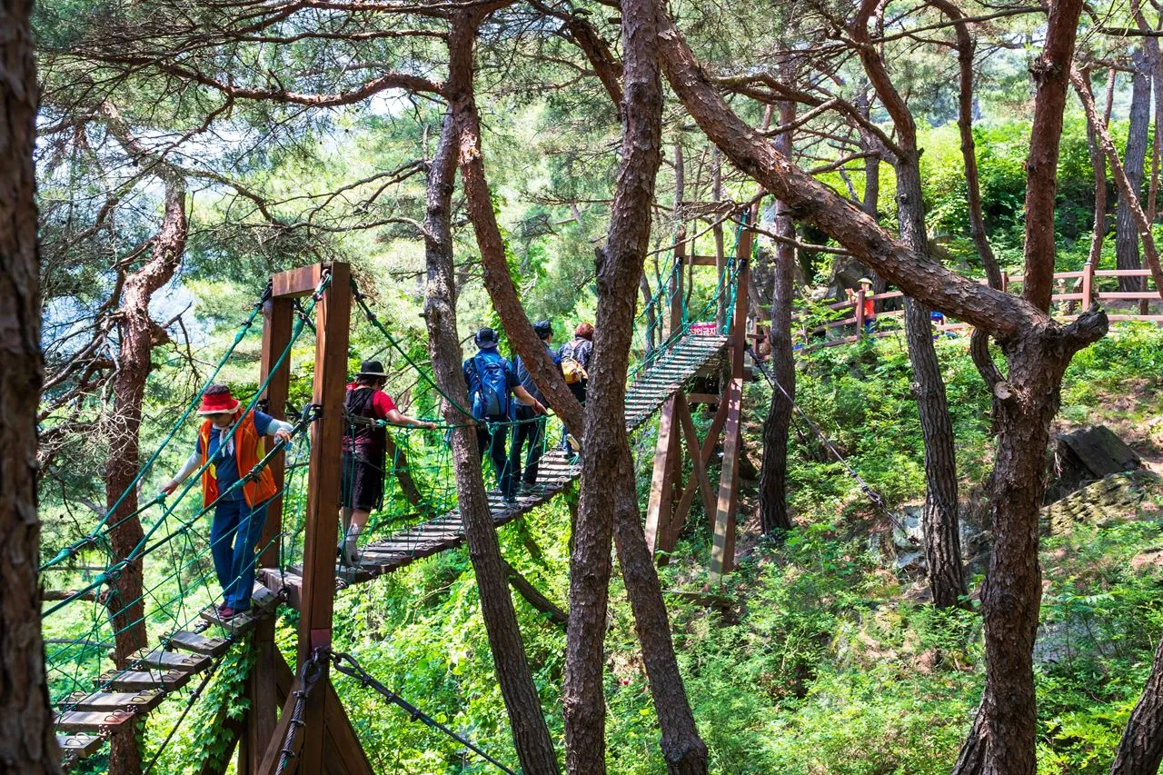 소나무 숲 사이에 걸린 산막이옛길 소나무출렁다리를 건너는 사람들