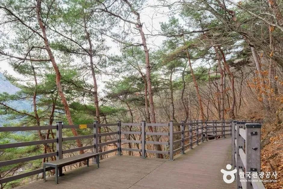 성불산자연휴양림의 소나무 숲 사이로 난 나무 데크길과 벤치