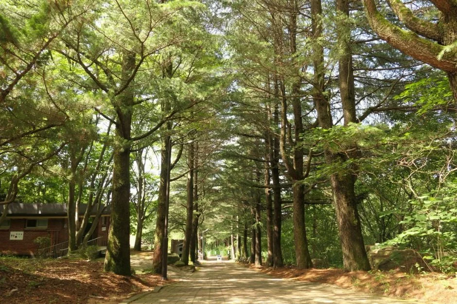 팔공산(오도재) 2코스