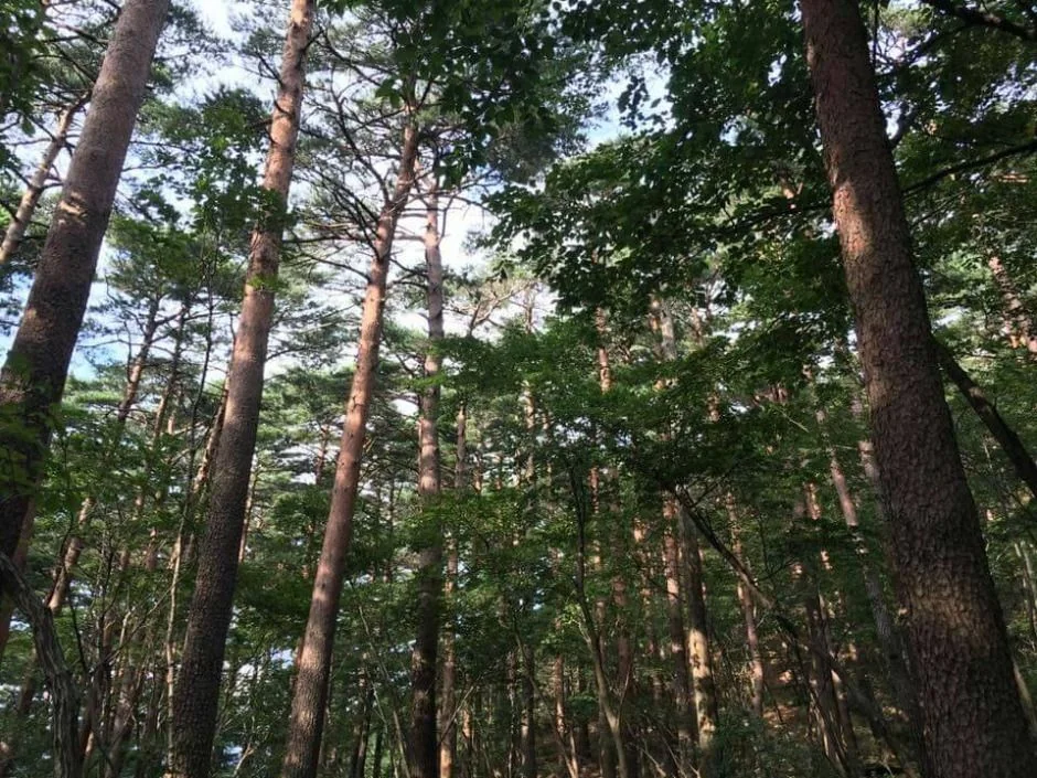 대관령숲길 8코스