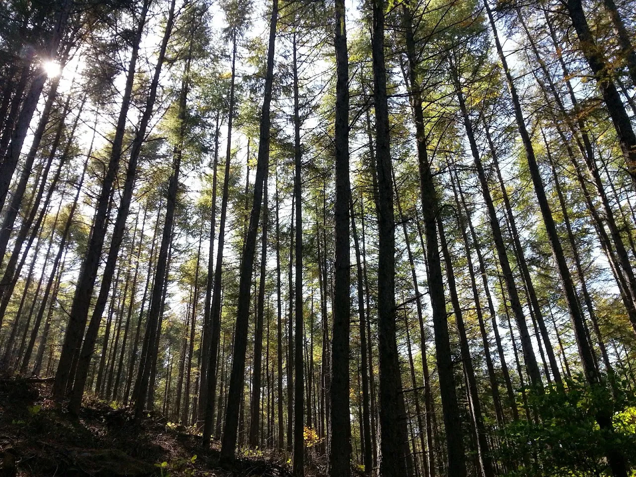 민둥산(정선)