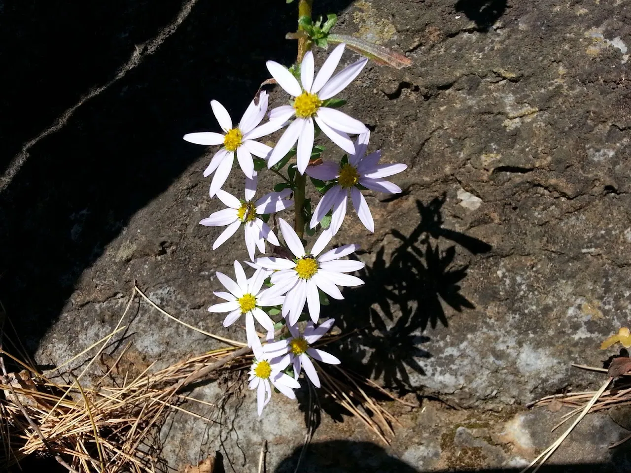 민둥산(정선)