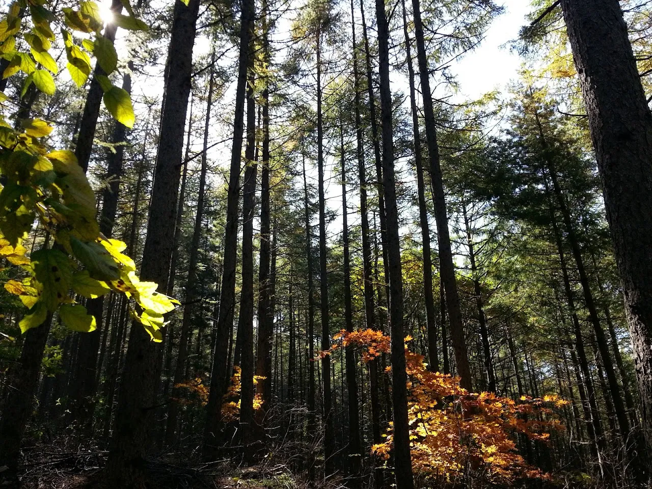 민둥산(정선)