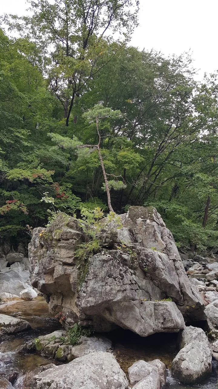 조경동(아침가리골)