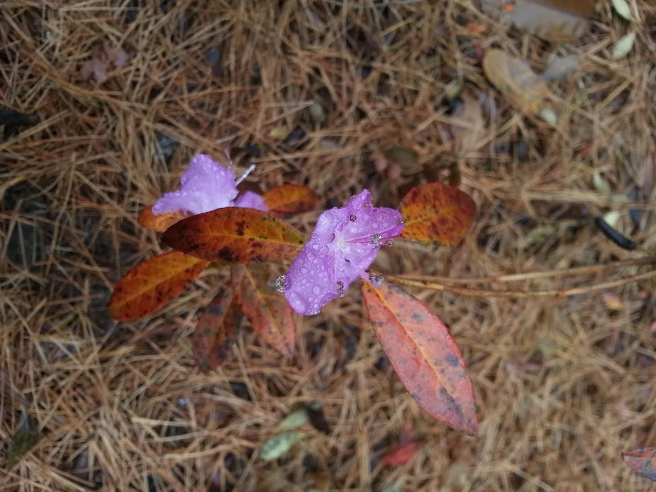 괴산 산막이옛길
