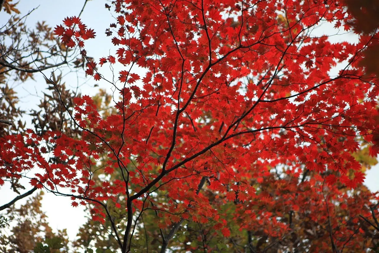 한북정맥 울떼고개-사패산-포대능선-자운봉-우이령