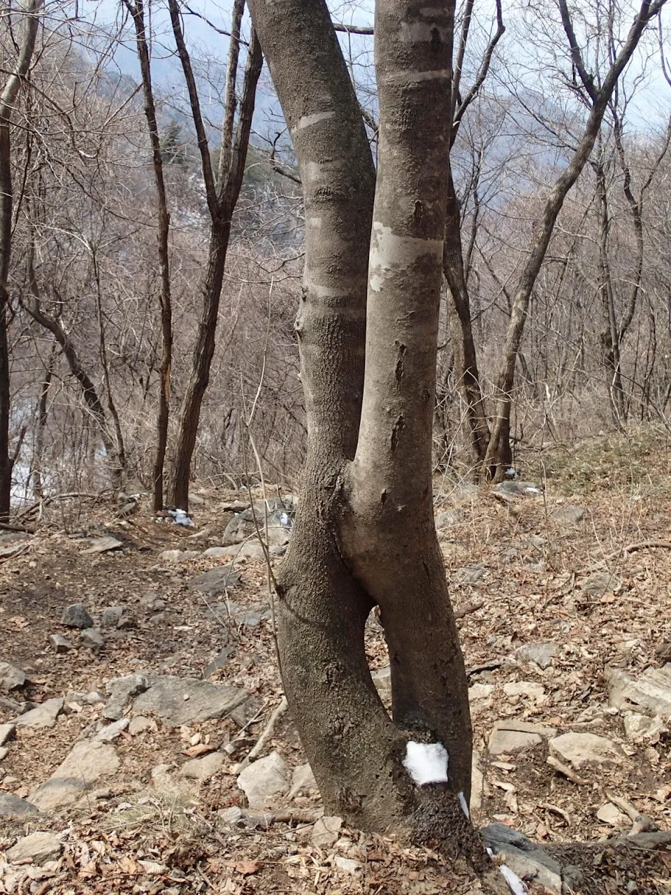 치악산 남대봉
