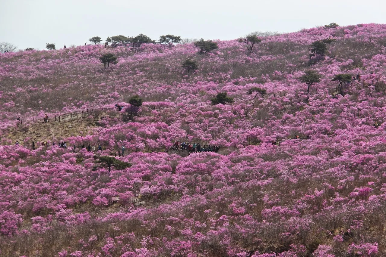 비슬산