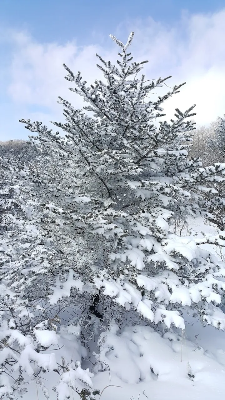 소백산(2017년 01월 22일)