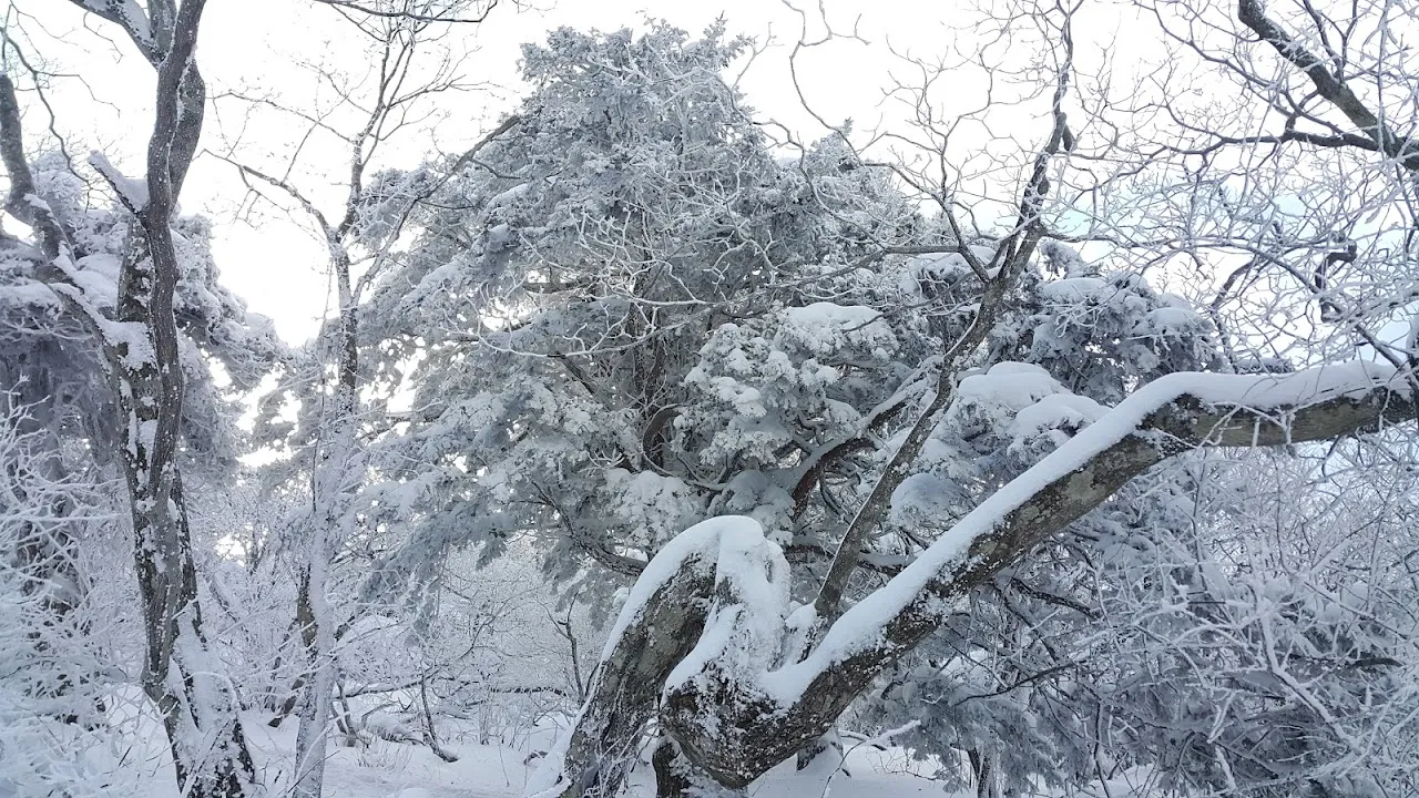 소백산(2017년 01월 22일)