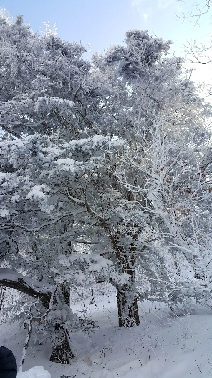 소백산(2017년 01월 22일)