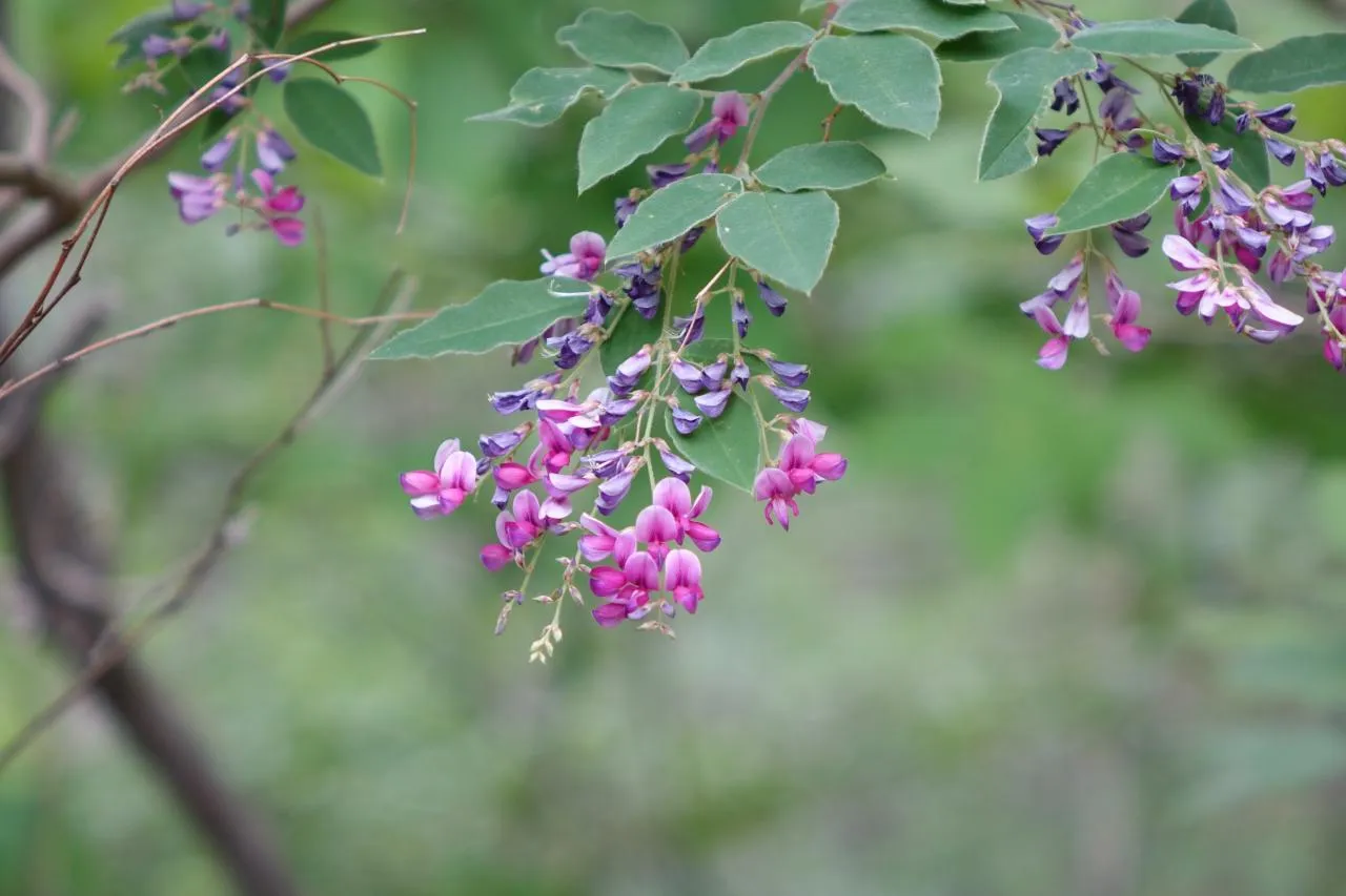 천황산(사자봉), 재약산(수미봉)