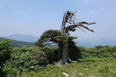 태백산 유일사코스 사용자 사진 1