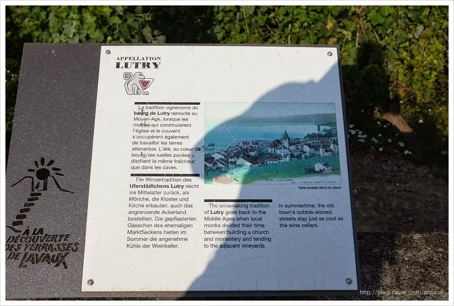 스위스 Terrasses de Lavaux trekking, 세상에서 제일 아름다운 포도밭