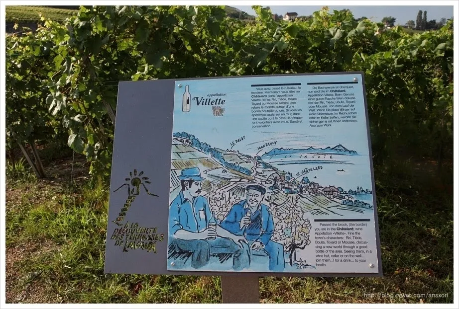 스위스 Terrasses de Lavaux trekking, 세상에서 제일 아름다운 포도밭