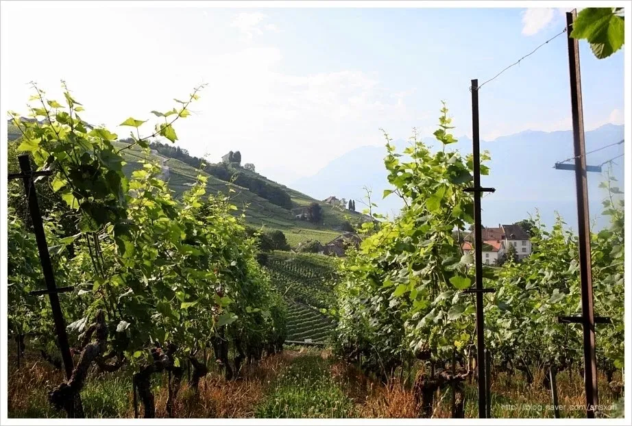 스위스 Terrasses de Lavaux trekking, 세상에서 제일 아름다운 포도밭