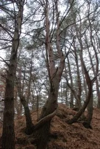 용 소나무