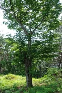배너미재
