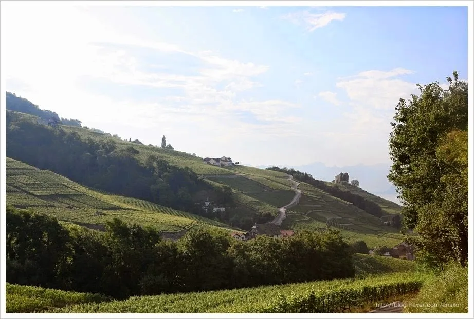 스위스 Terrasses de Lavaux trekking, 세상에서 제일 아름다운 포도밭