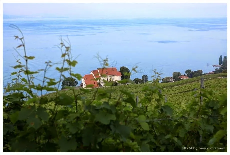 스위스 Terrasses de Lavaux trekking, 세상에서 제일 아름다운 포도밭