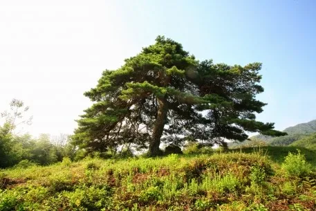 장항당산