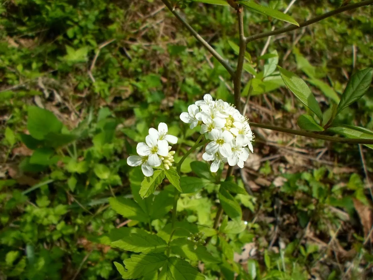 모악산