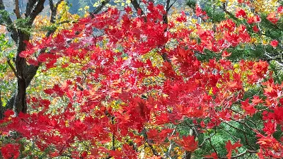 오대산 비로봉코스 사용자 사진 3