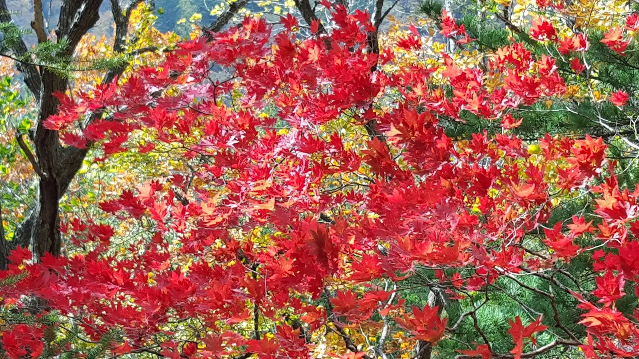 첫눈 내린 오대산 비로봉