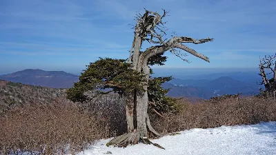 태백산 유일사코스 사용자 사진 9