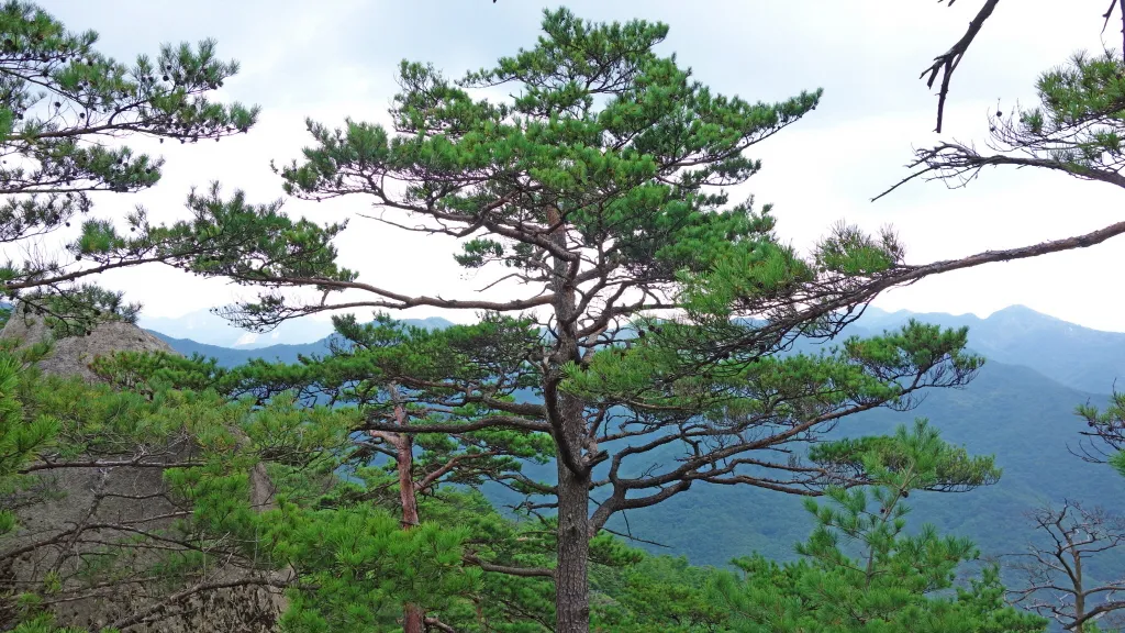 칠보산 (778m) [충북 괴산] : 2016-09-14