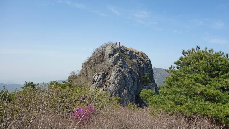 비슬산 진달래