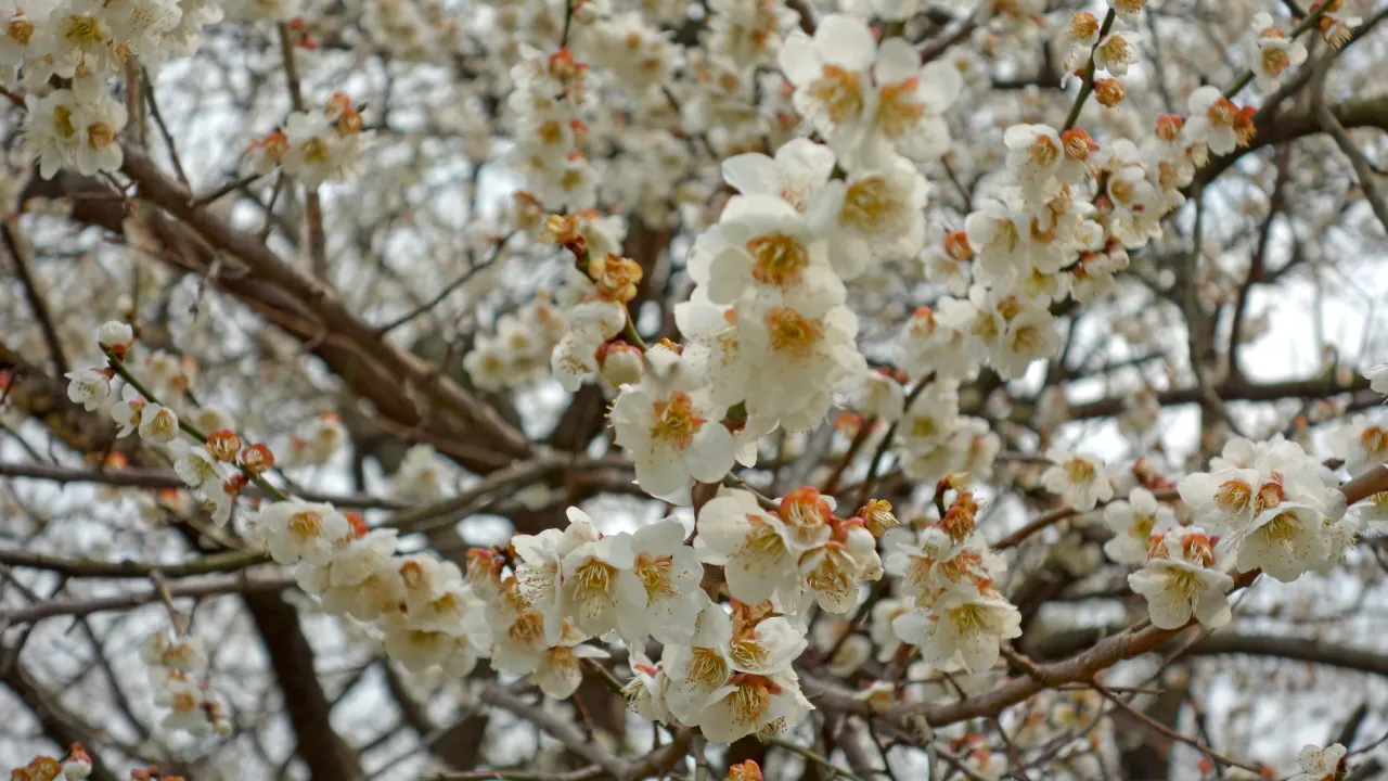 백운산(저남광양) 및 매화축제 : 2016-03-19