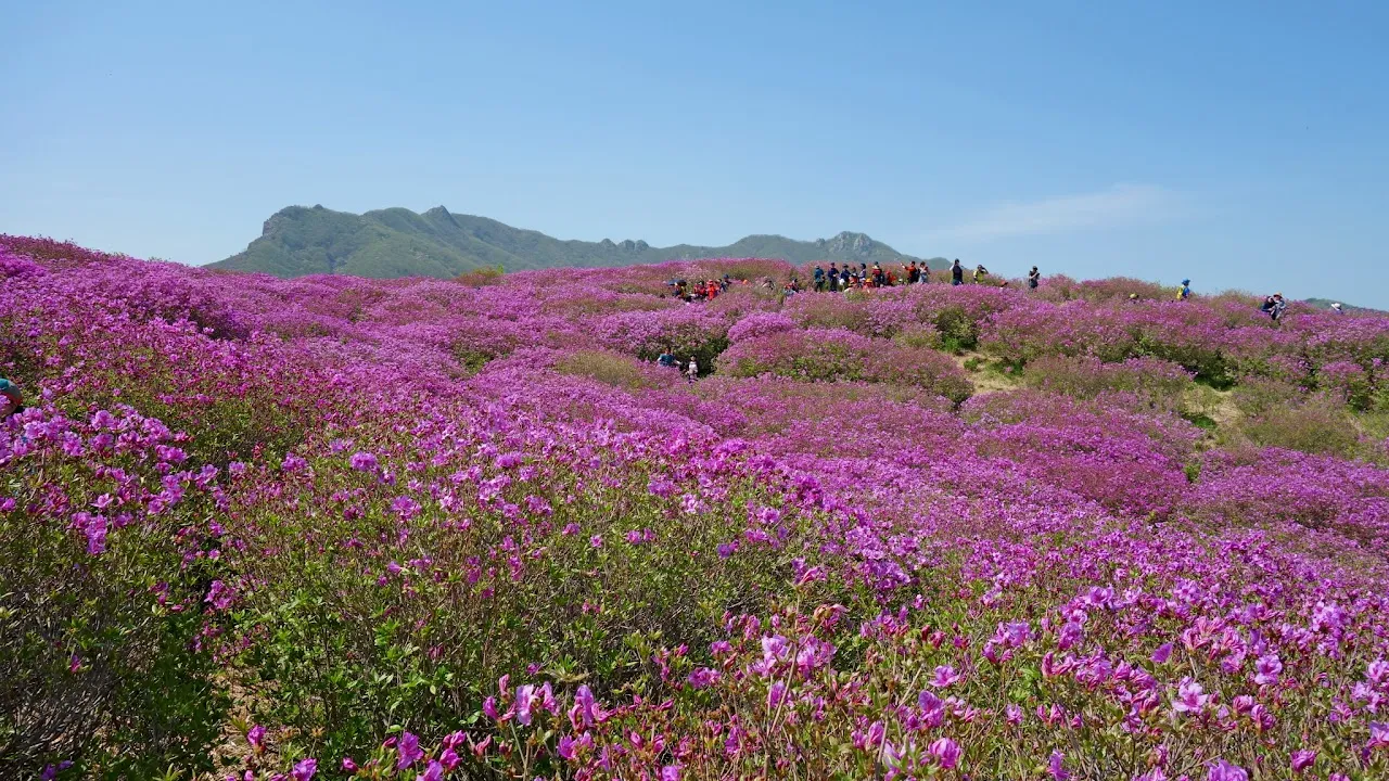 황매산