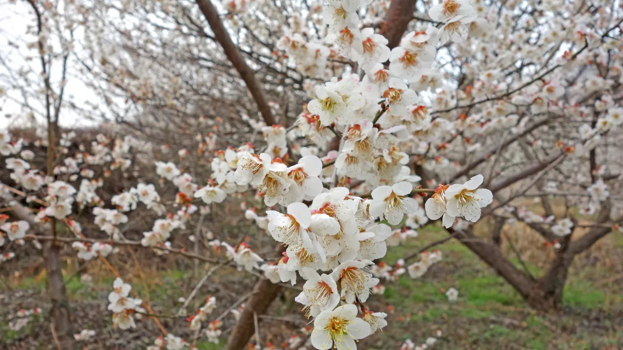 백운산(저남광양) 및 매화축제 : 2016-03-19