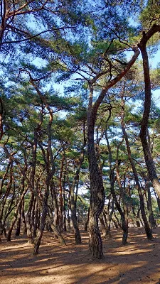 경주 남산 칠불암코스 사용자 사진 1