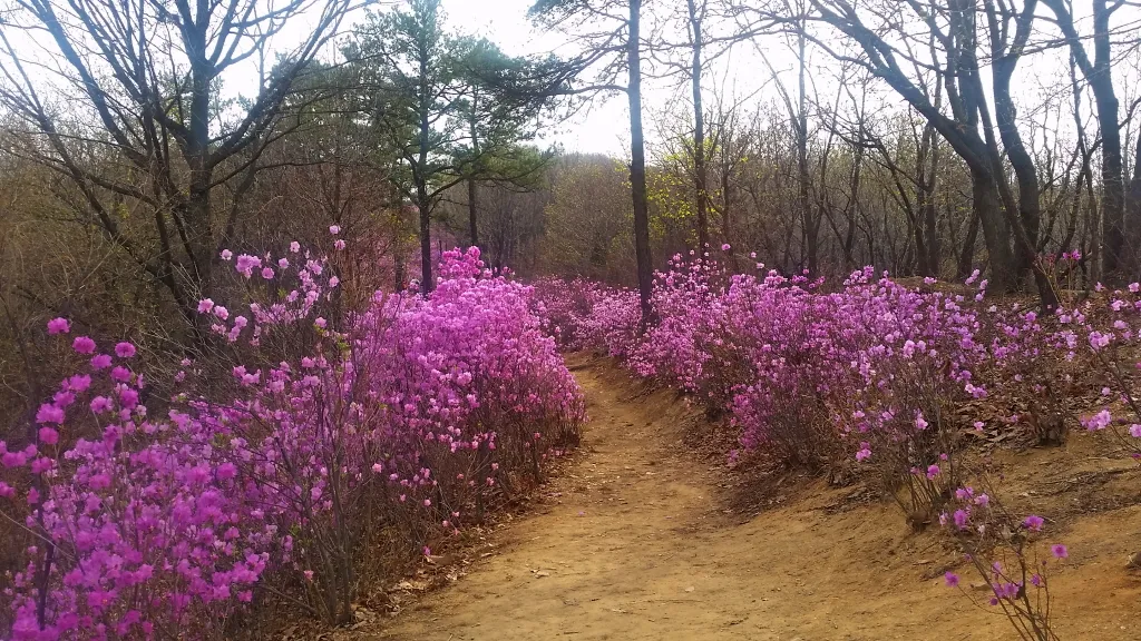 청계산 진달래