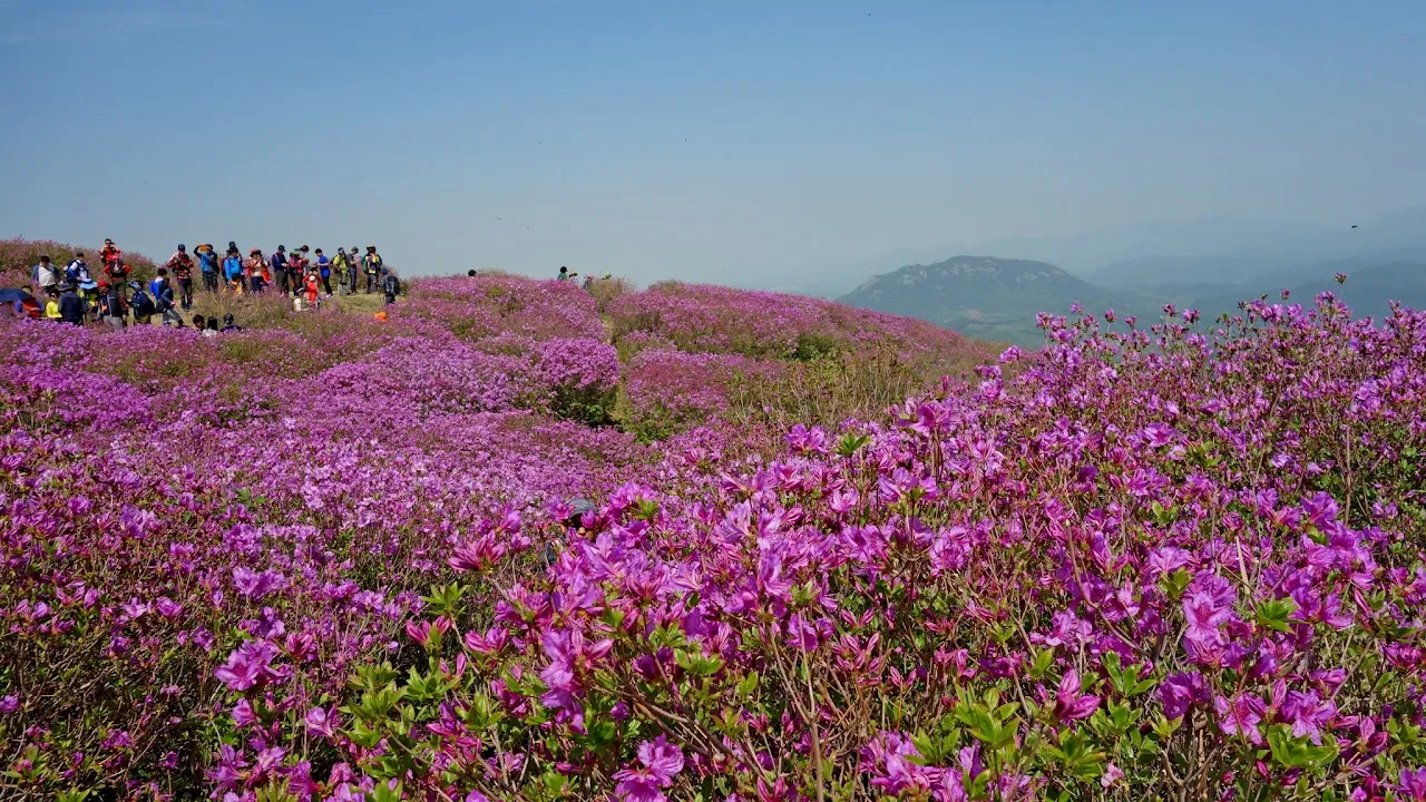 황매산