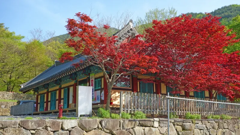 비슬산 진달래