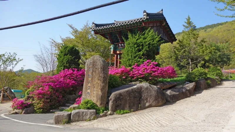 비슬산 진달래
