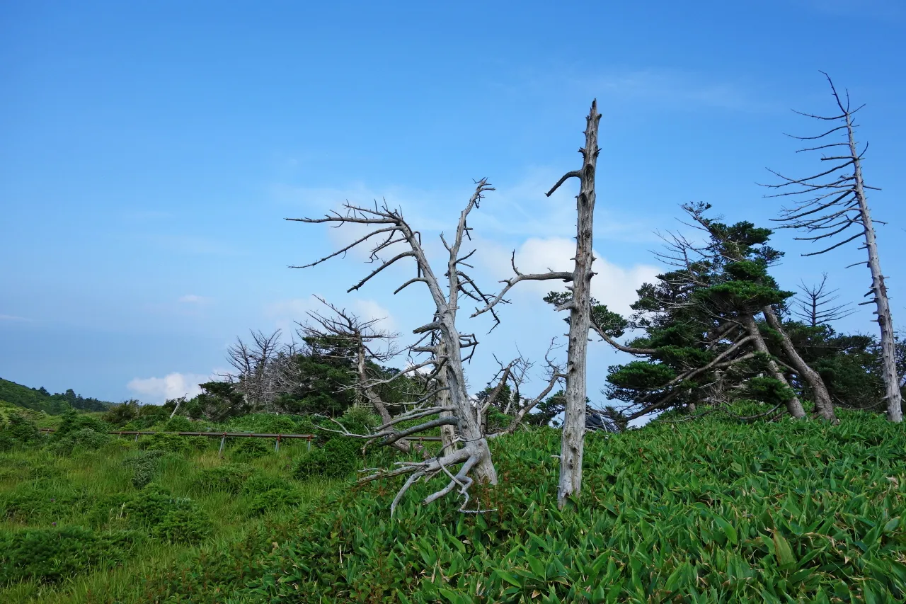 한라산 (돈내코-윗세오름) : 2016-07-30