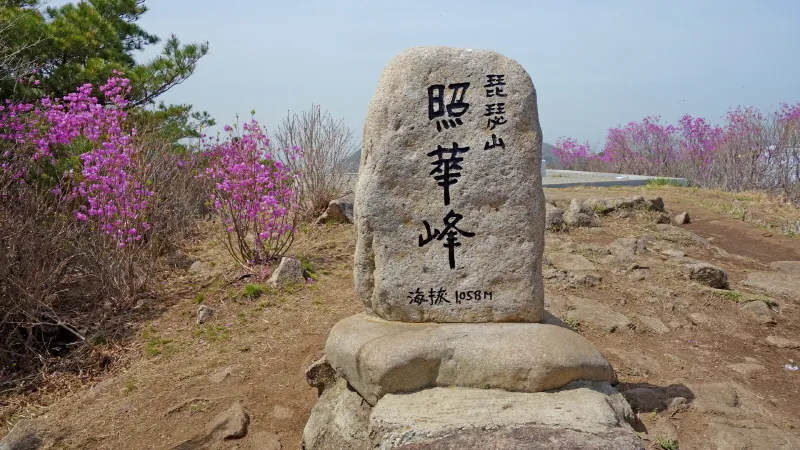 비슬산 진달래