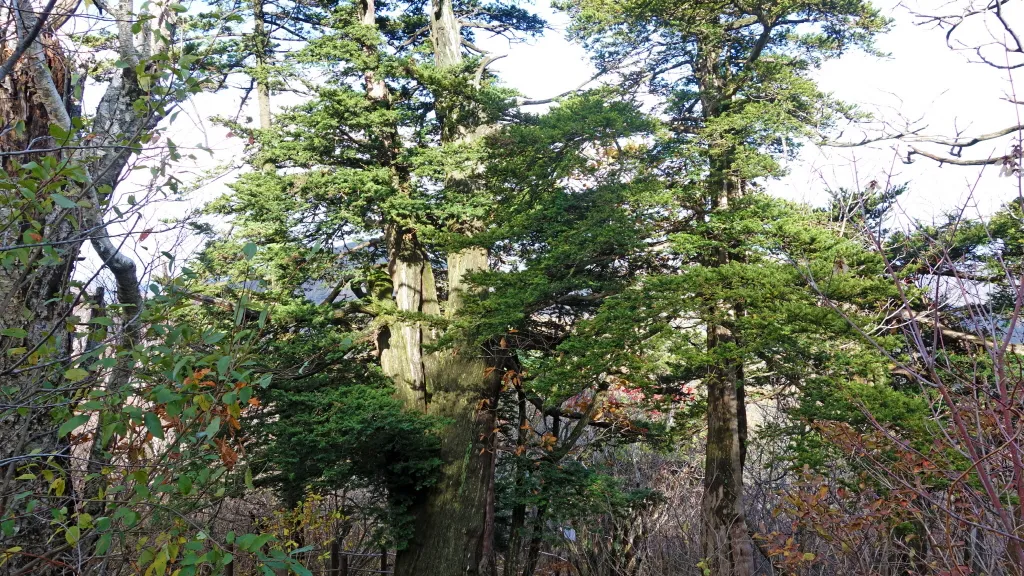 오대산