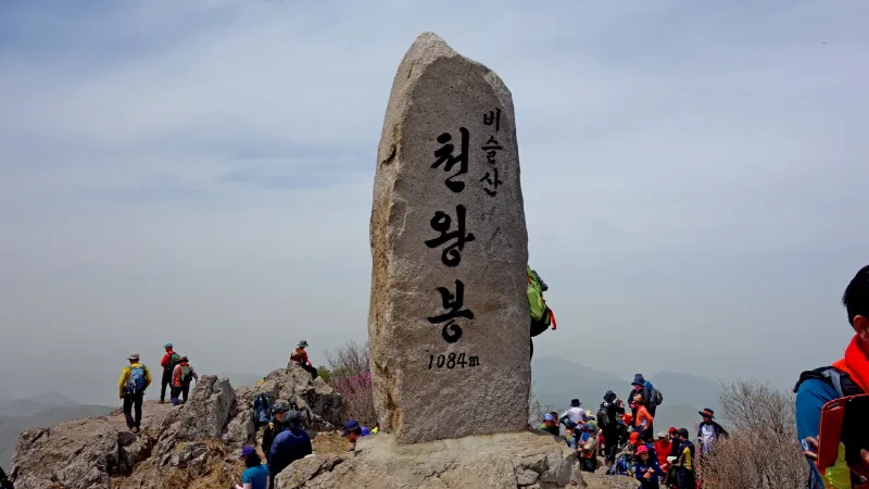 비슬산 진달래