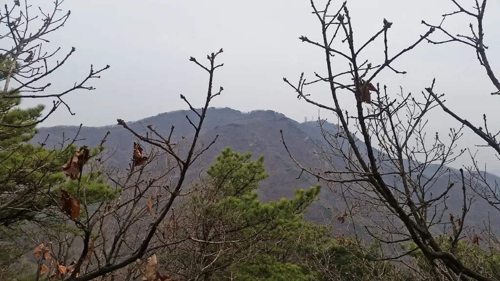 청계산 진달래