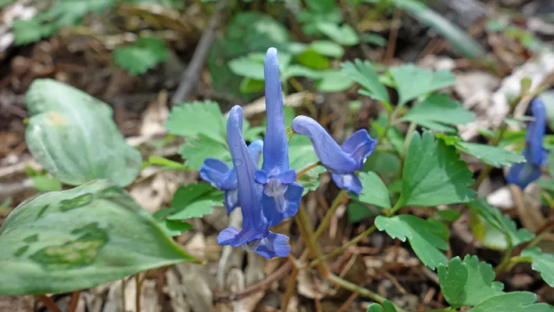 미륵산 (경남 통영) : 2016-04-02