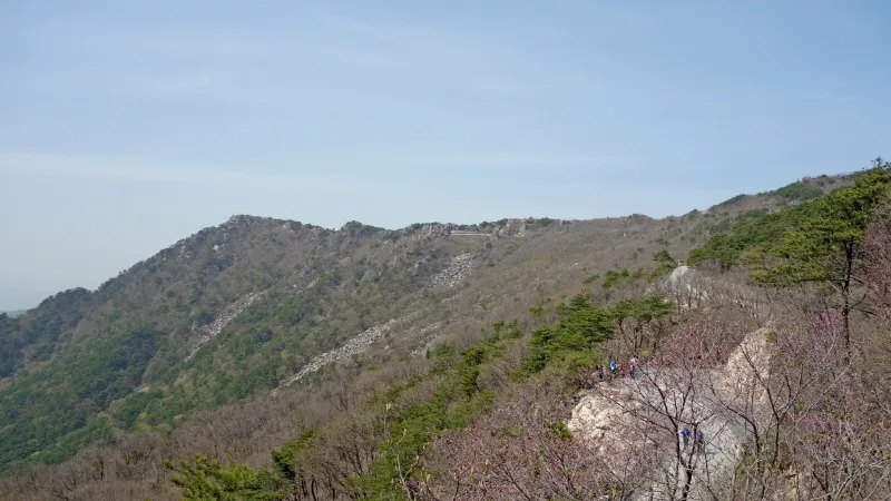 비슬산 진달래
