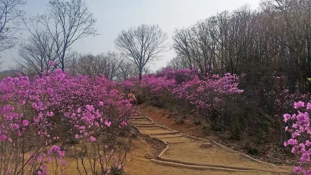 청계산 진달래