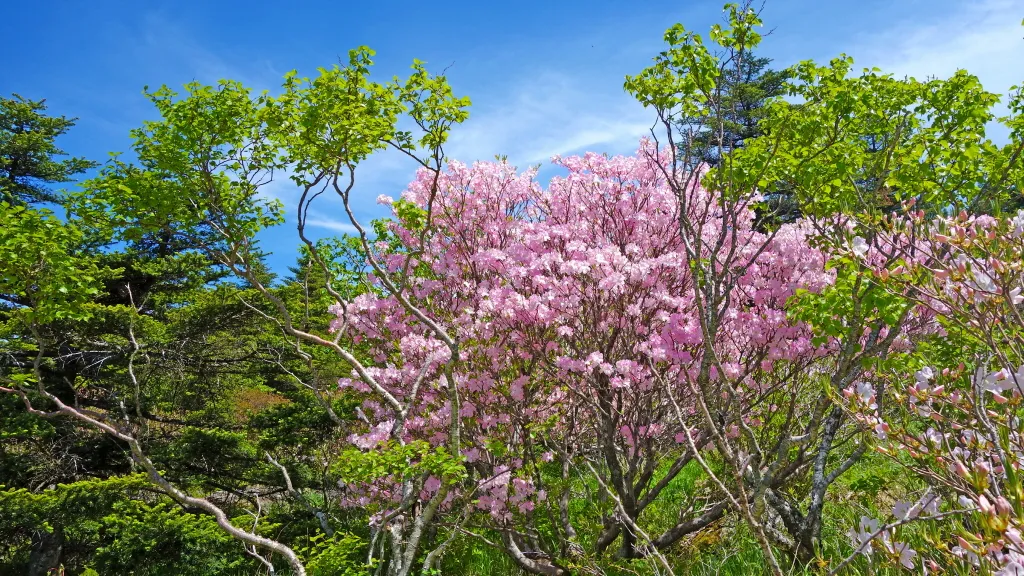 지리산 화대종주 : 2016-05-21