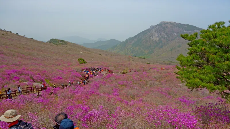 비슬산 진달래
