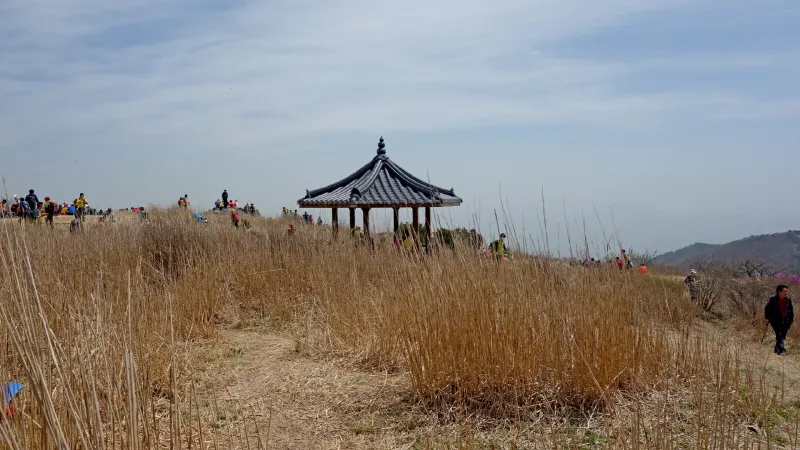 비슬산 진달래